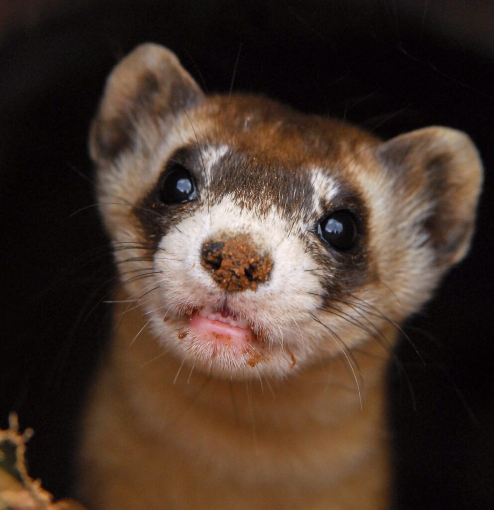 Black-Footed Ferret - Arizona Game & Fish Department