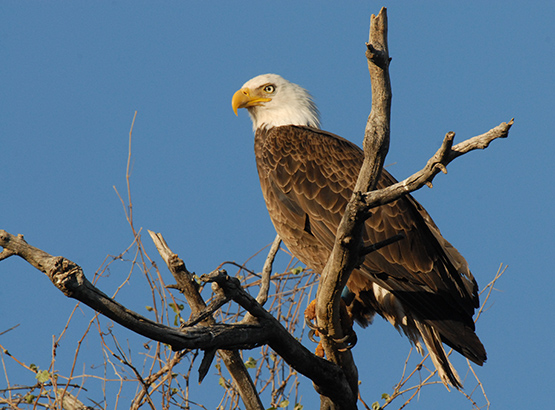 Wildlife Viewing Cams - Arizona Game & Fish Department