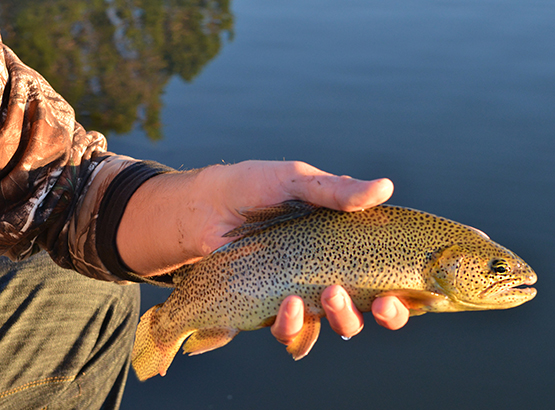 Employment & Volunteering - Arizona Game & Fish Department