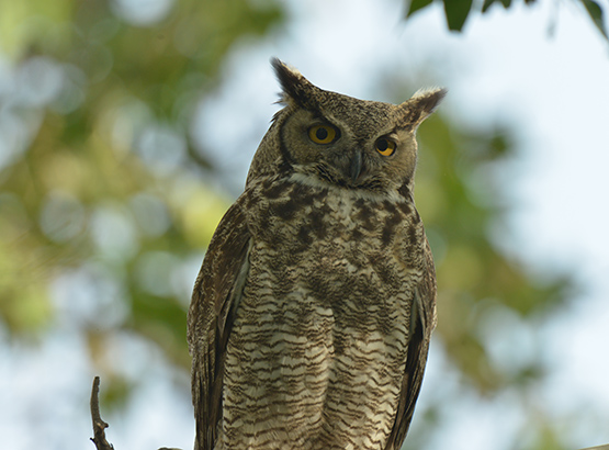 Wildlife Viewing - Arizona Game & Fish Department