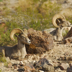 Bighorn Sheep Viewing Events - Arizona Game & Fish Department