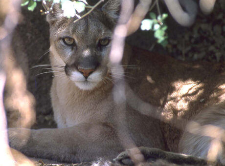 Mountain Lion - Arizona Game & Fish Department