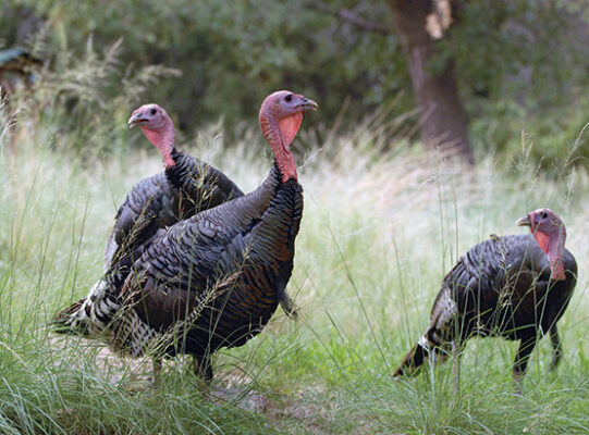 turkeys found in arizona        <h3 class=