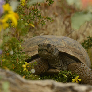 Tortoise Adoption Information - Arizona Game & Fish Department